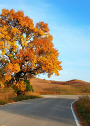 A huge golden trees grows next to a road that cuts through the park. 