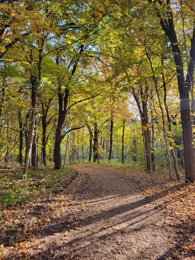 A forest path leads through tall yellow and lime green trees. 