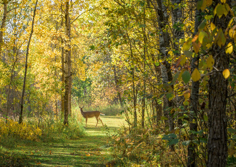 A deer stands in the middle of a walking path in a fall forest. 