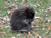 porcupine on the ground