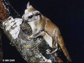 closeup of a flying squirrel