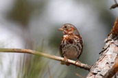 fox sparrow