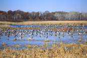 sandhill cranes gathering at a wetland