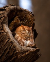 a screech owl 