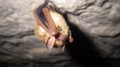 bat hanging in a cave