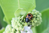 beetle on a leaf