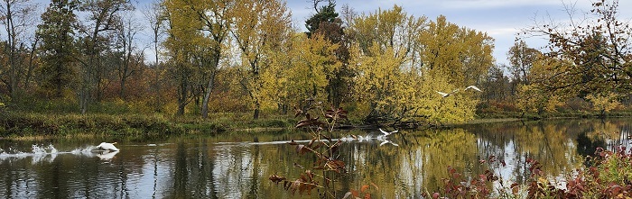 swans taking flight