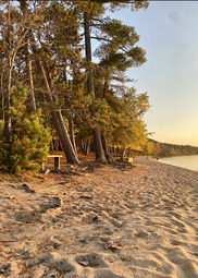 A sandy beach at sunset stretches out to a calm lake lined with pine trees. 