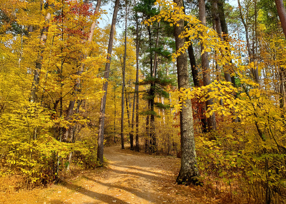 A forest path is lined with golden trees and green pines. 