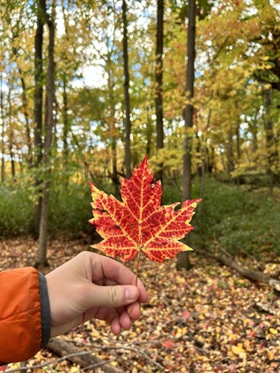 A hand holds a vibrant red leaf lined with yellow along the edges. 