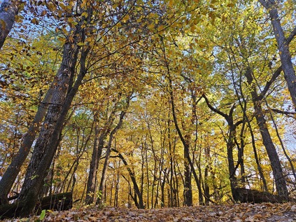 Looking up into a leafy golden forest from the forest floor. 