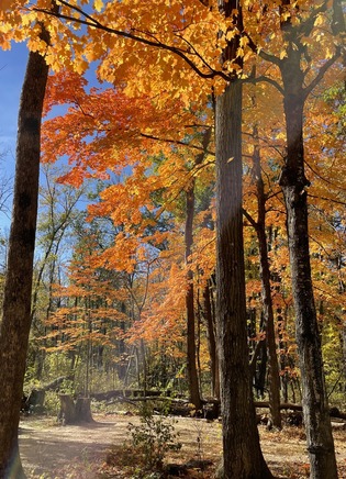 Bright orange trees surround a campsite in fall.