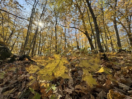 A forest floor is covered in golden leaves. 