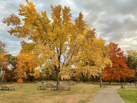 A picnic area has tall oak trees that are yellow and orange in the fall. 