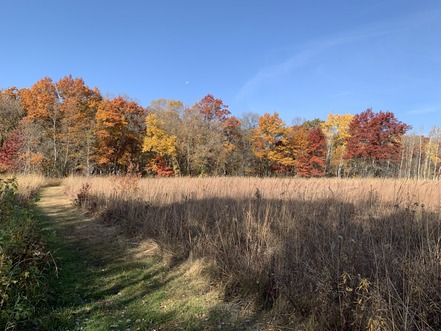 A mowed path leads through a grass prairie and up to a vibrant fall forest. 