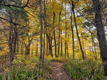 A dirt path leads through a forest full of yellow-leafed trees. 