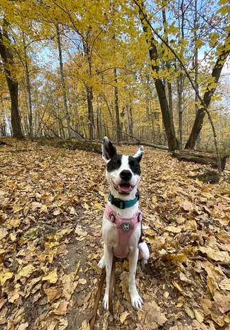 A black and white dog looks happy sitting in a yellow fall forest. 