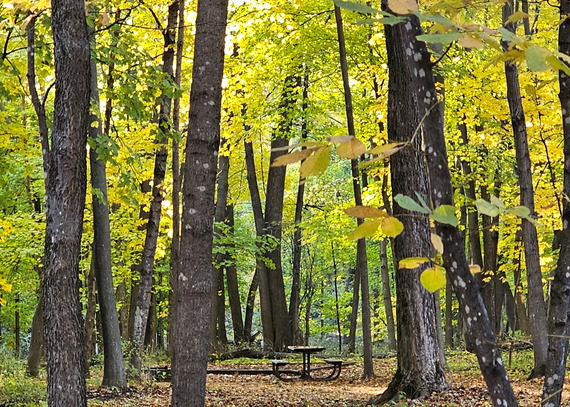 A picnic table is surrounded by a forest of fall colors. 