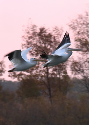 Two large pelicans fly by with autumn trees in the distance. 