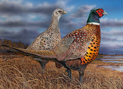 pheasant stamp contest winning art