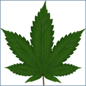 Cannabis leaf