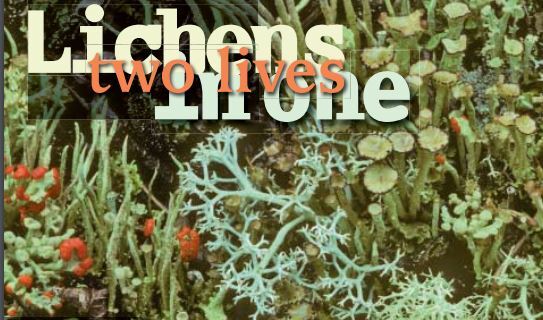 Lichen: two lives in one. 