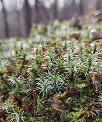 A close up look at the moss growing on the forest floor. 