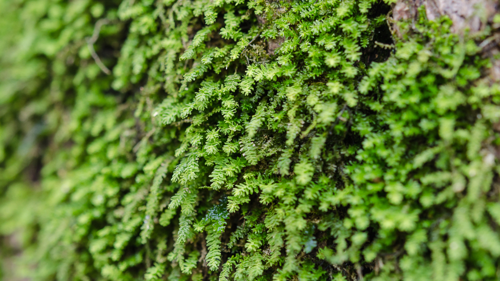 A close up look at green, leafy moss growing from a tree. 