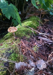 A small brown mushroom grows out of a mat of green moss on a downed log. 