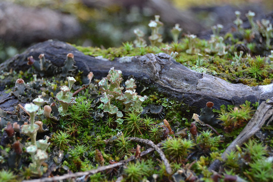 Along a fallen tree, moss and grey lichen grow in thick mats. 