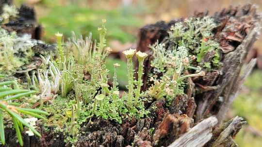 A group of spikey green lichen grow from a piece of broken wood. 