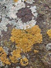 Orange and grey lichen cling to a dark red, wet rock. 