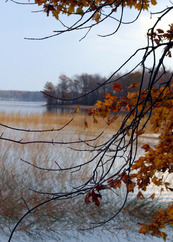 A tree with golden leaves leads out to a calm lake in the fall. 