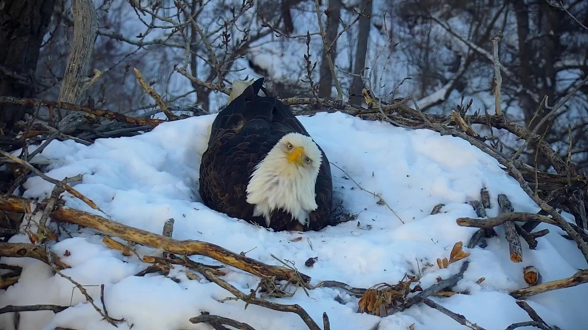 bald eagle on nest