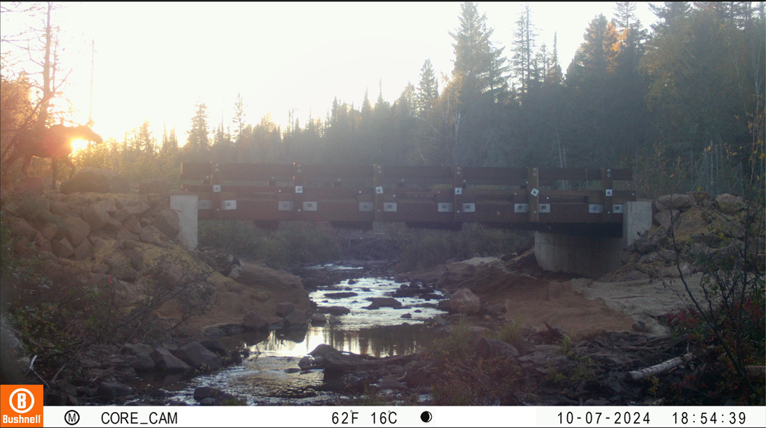 A moose crossing the new bridge