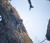 gray squirrel in a tree