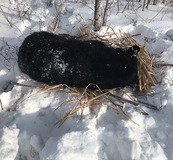 bear on a bed of reeds over snow