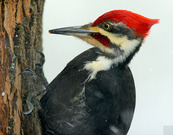 pileated woodpecker closeup on a snowy tree