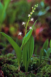 Three Leaf False Solomon's Seal ColdSnap Photography