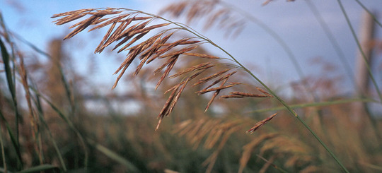 Brome seed head John Randall