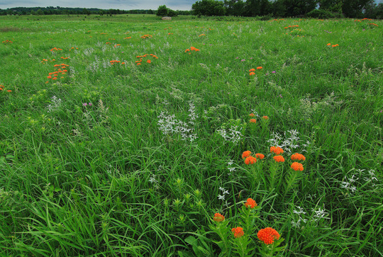 Kasota early summer