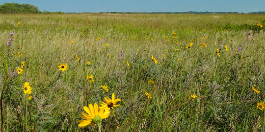 Kasota Late Summer