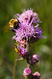 Kasota Pollinators