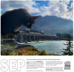 Big black cat looking over a dam structure