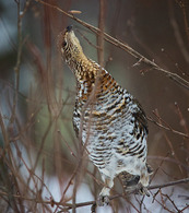 grouse looking up about to eat