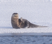 river otter on the ice