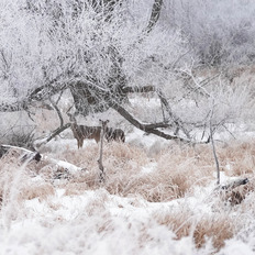 Two deer look out from an all white, frosty field. 