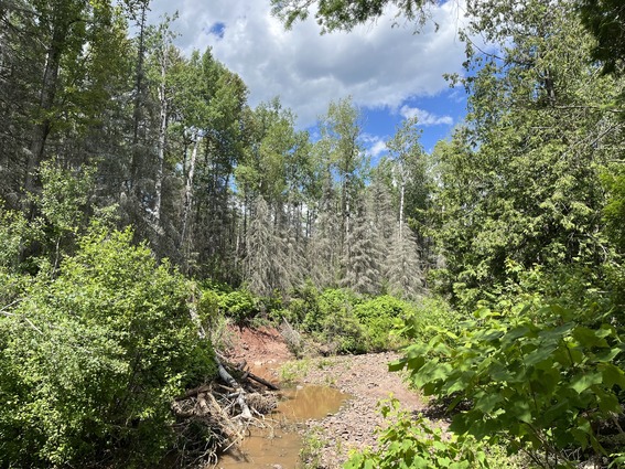 Trees killed by spruce budworm