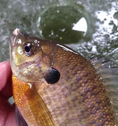 up close on a sunfish with a hole in the ice in the background