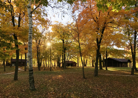 On a sunny fall day, three cabins are in the distance of a grassy and leaf-covered area. 